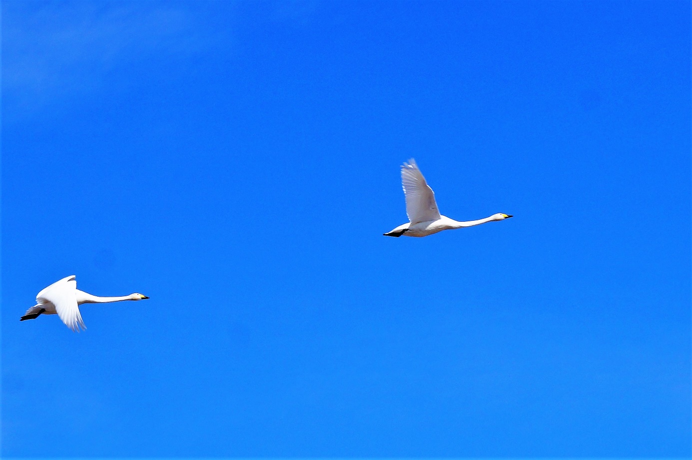 Två vita fåglar flyger på himlen. 