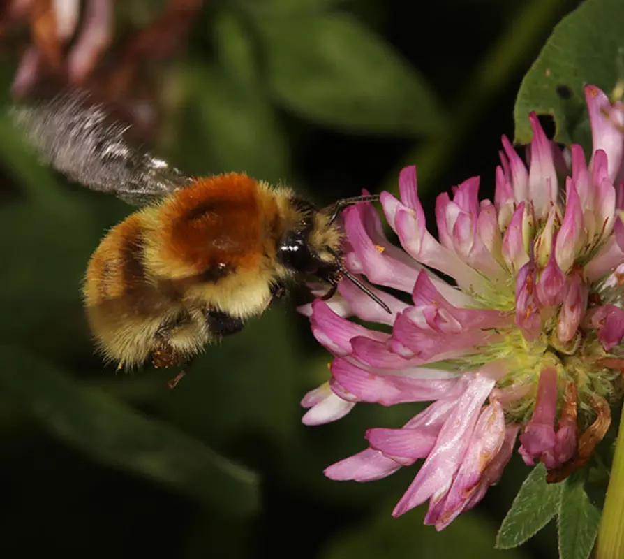 Bi hämtar nektar på en rosa blomma. 