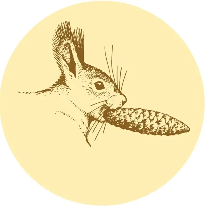 Illustration på en ekorre med en grankotte i munnen.