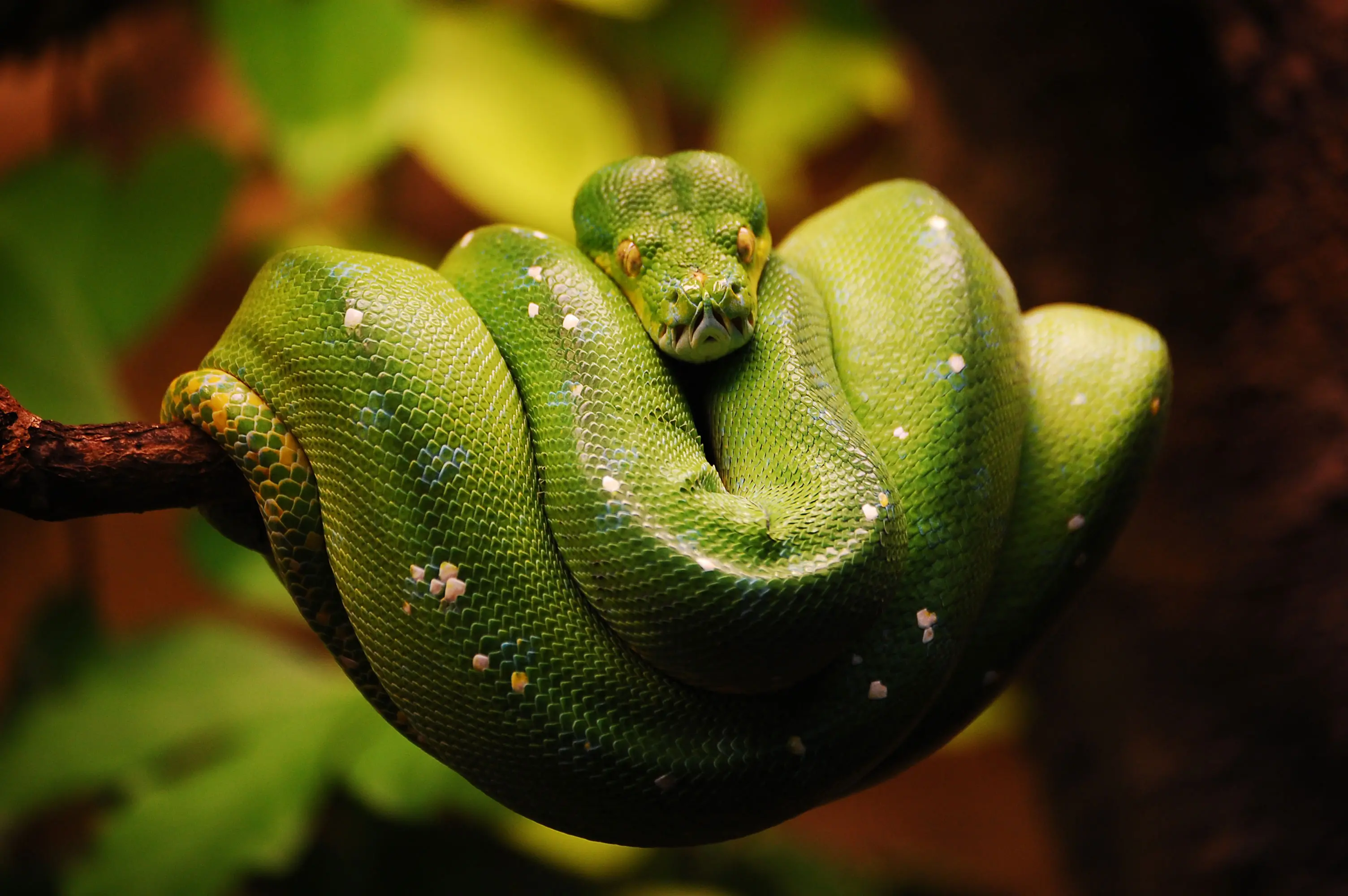 Grön orm ligger hopringlad som ett rep.