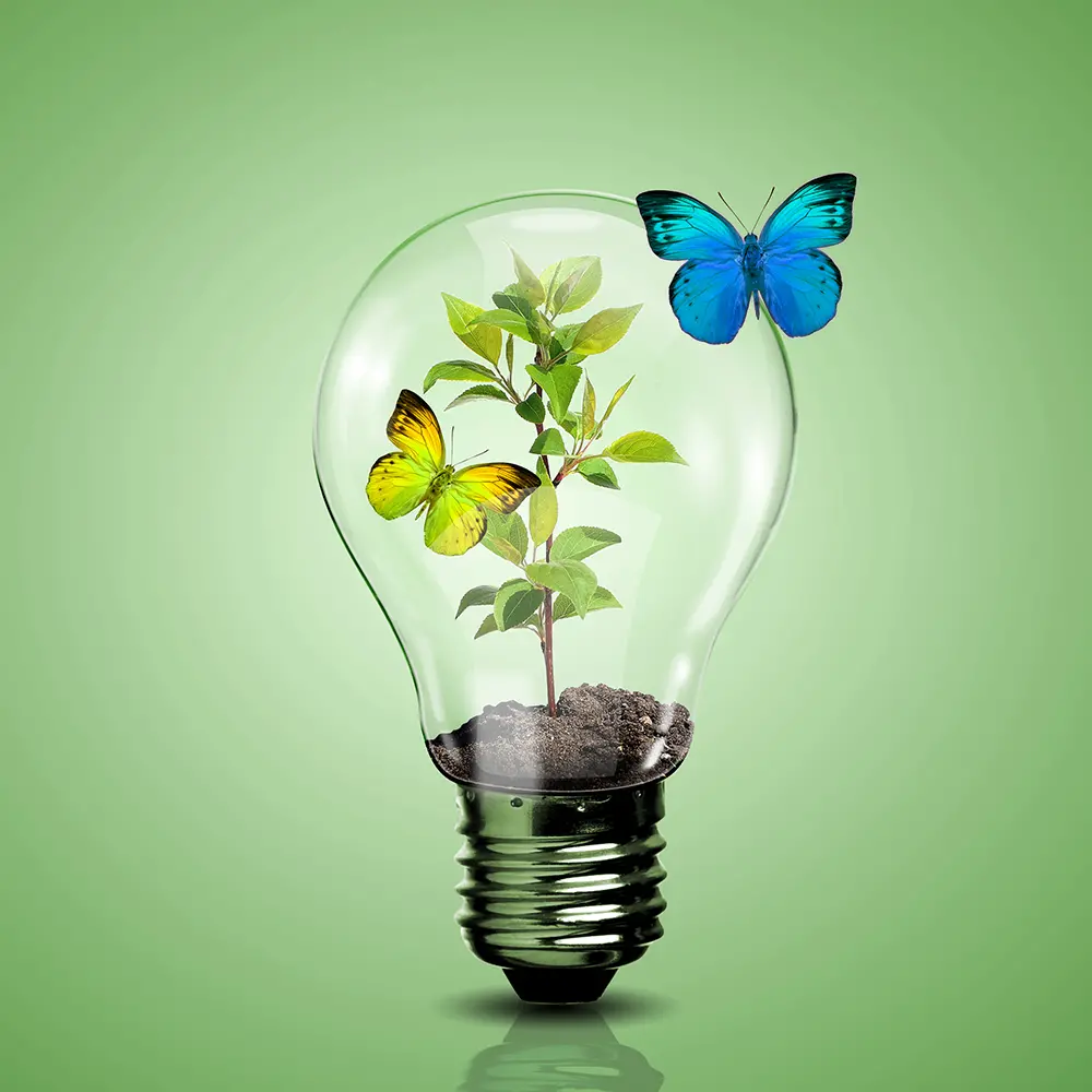 Illustration över en grön bakgrund och en glödlampa, där glödtråden är ersatt med en grön kvist och två fjärilar i blått och gult. 