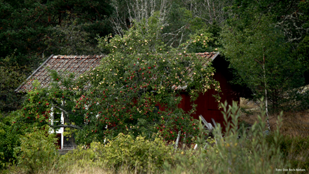 På bilden syns ett äppelträd fullt med äpplen och en röd byggnad i bakgrunden.