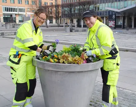 Två parkarbetare planterar blommor i en stor urna.